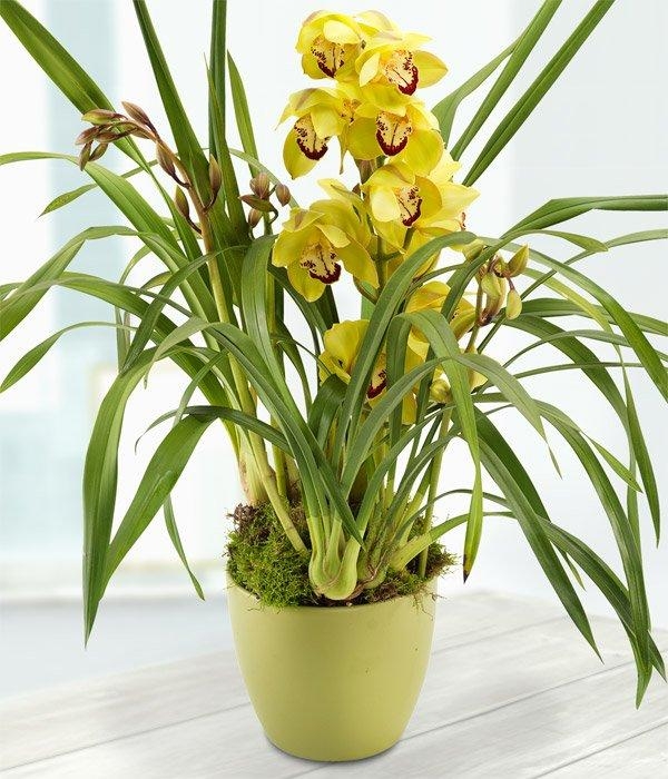 Seasonal orchid plant
