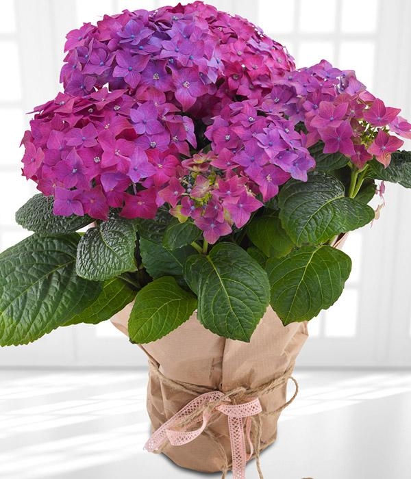 Purple Hydrangea *