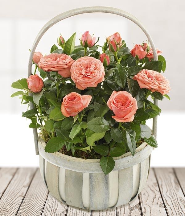 Rose Planter
