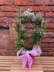 Scented jasmine plant