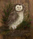 Rustic Owl