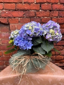 Blue Hydrangea Plant